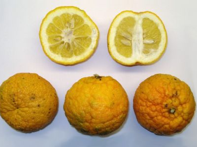 Naranja Amarga o Agría