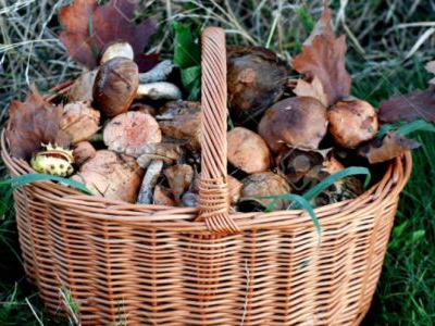 Hongos, Setas o Champiñones?